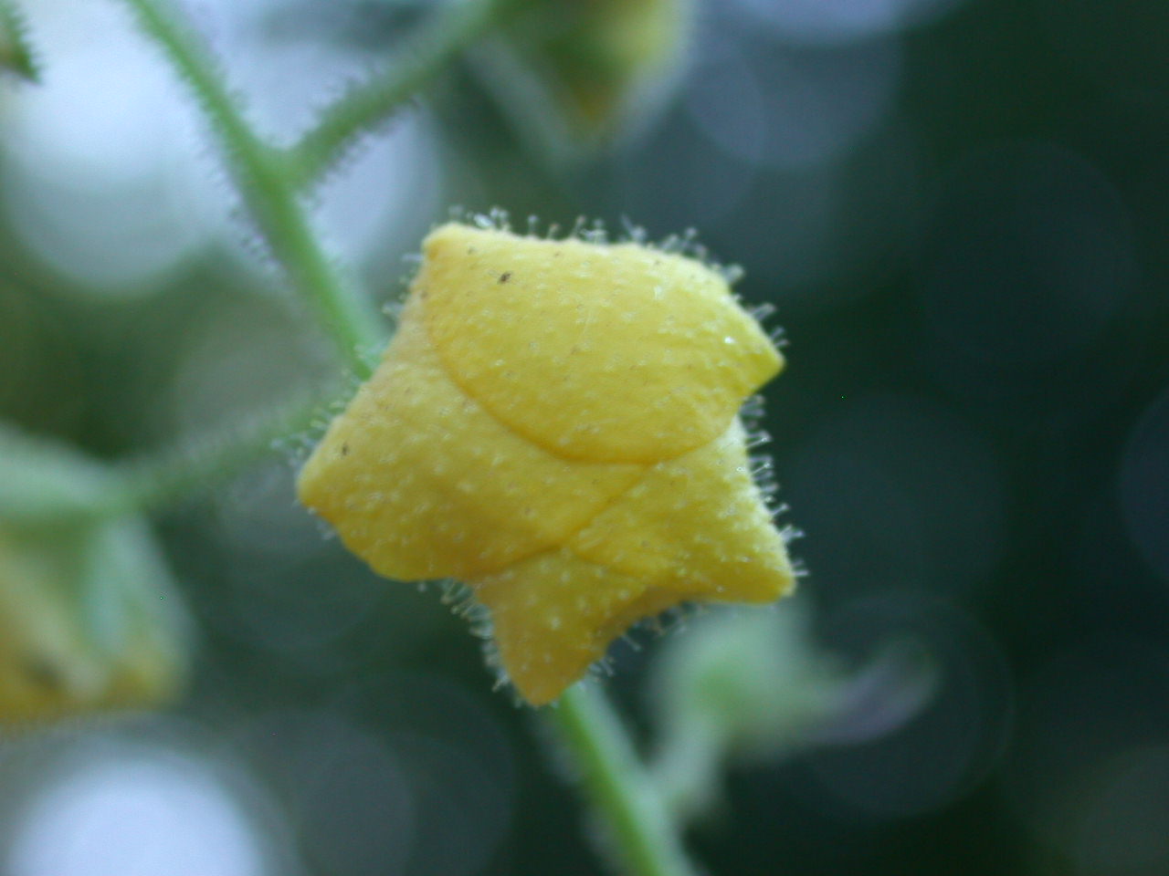 Verbascum blattaria / Verbasco polline